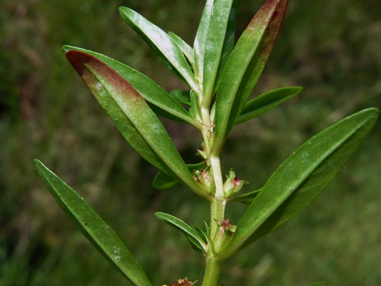 {Rotala ramosior}
